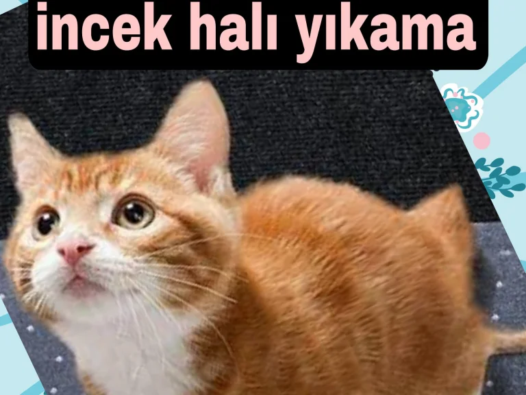 EVCİL HAYVAN BESLEYEN MÜŞTERİ HALISI YIKAMA