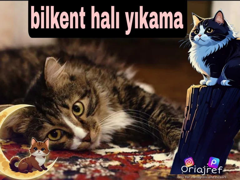 EVCİL HAYVAN OLAN EV HALISI YIKAMA